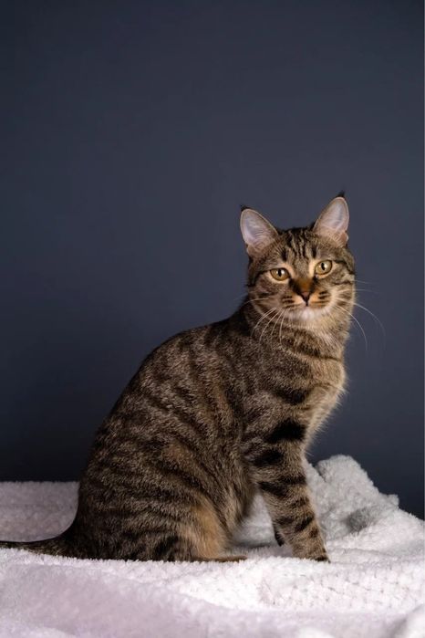 Кошечка девочка ищет дом