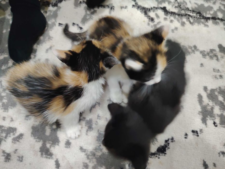 Отдам котят в добрые руки