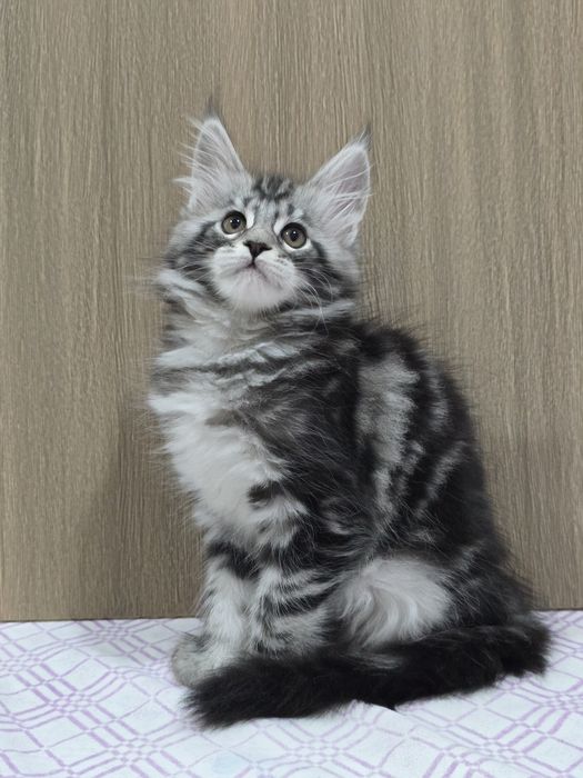 Мейн-кун девочка