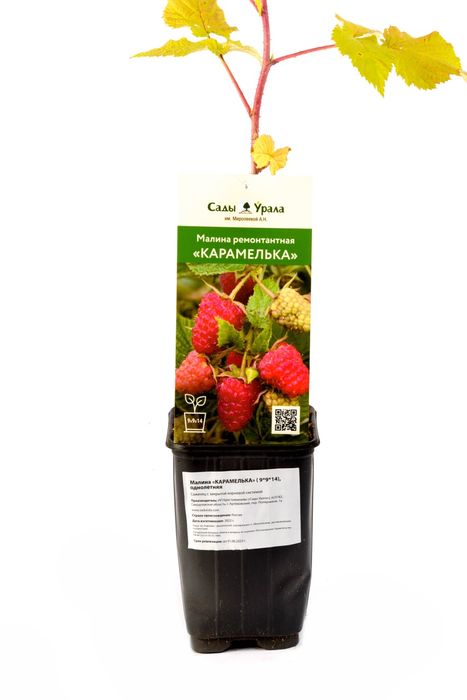 Malina kochat Саженцы малины