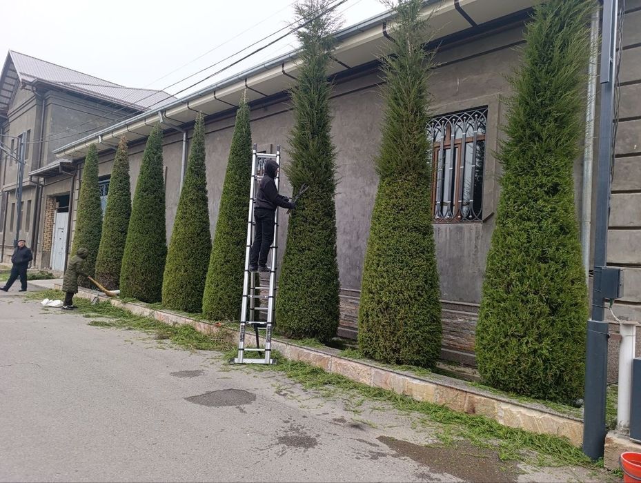 Archa kesish xizmati va gazon ekish