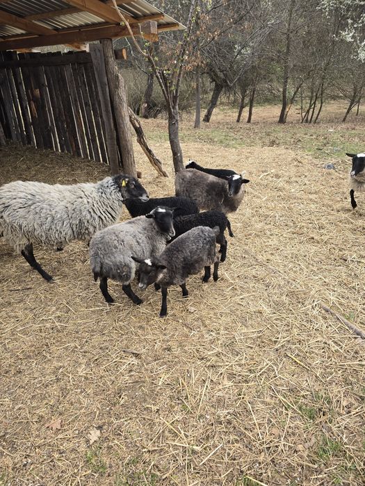 Vând berbecuț Romanov