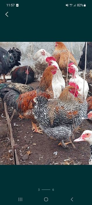 Яйцо  инкубационное куриное