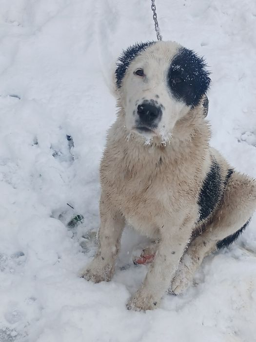 Еркек кушик Алабай