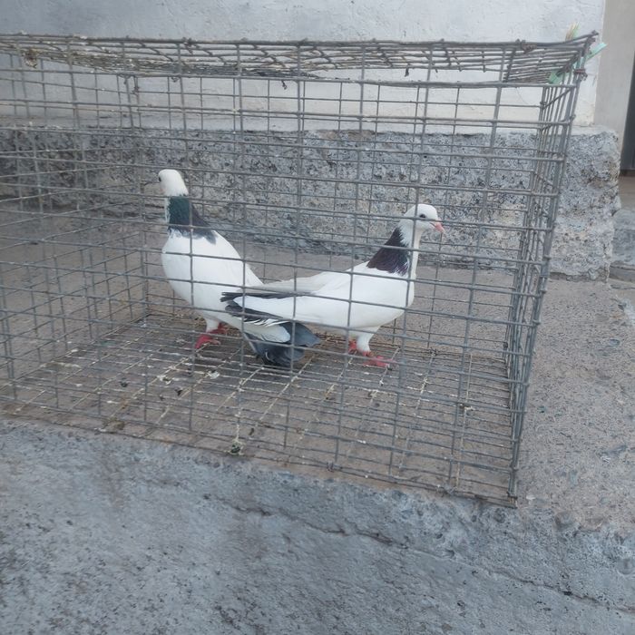 Сизашейки пара гатовый лет с игрой