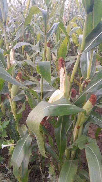 Silos Koreski Chilakki