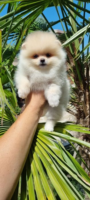 Супер мини померан померанче