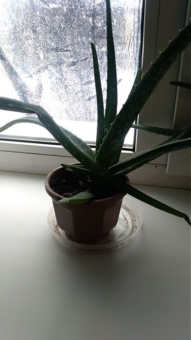 Комнатные цветы Алоэ