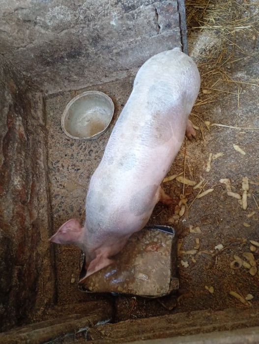 Vând legume  mai multe detalii în privat