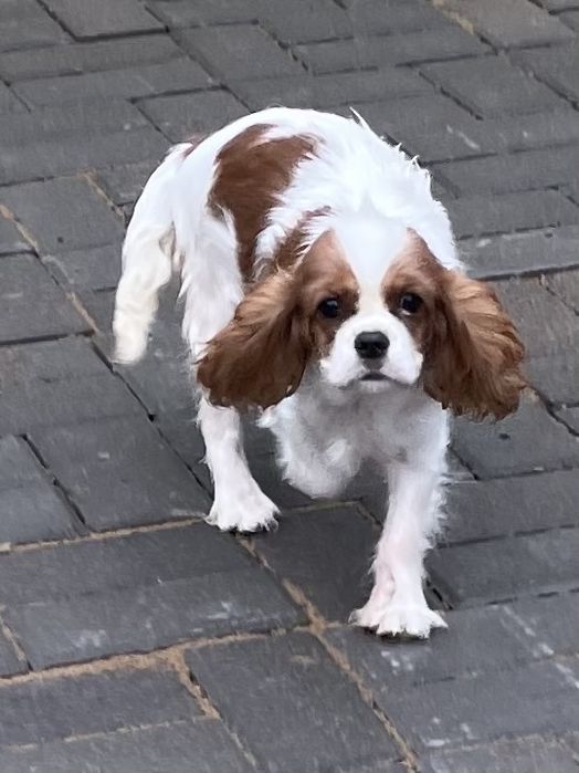 Кавалерчики спаниельки