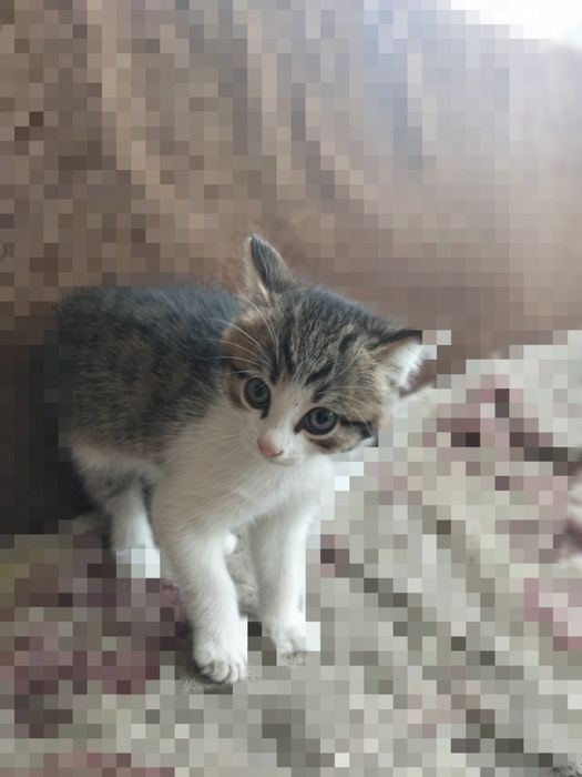Отдам котёнка в добрые руки