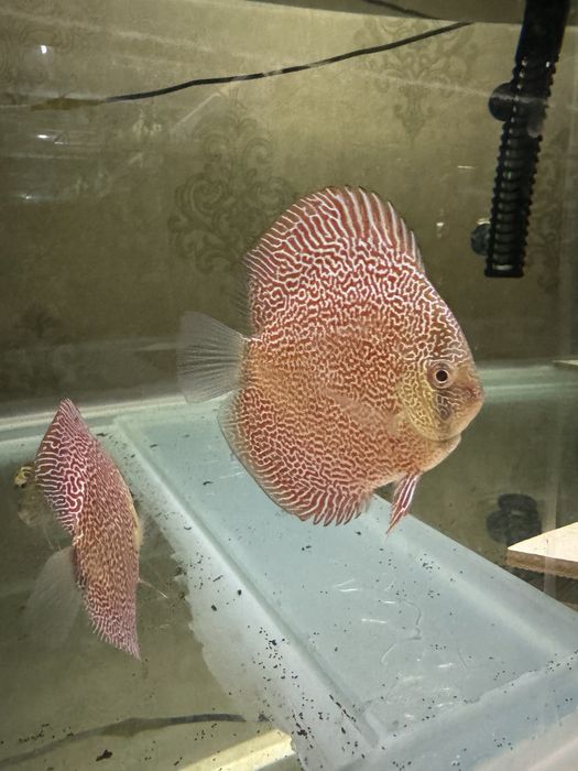 Мальки высокого качества от привозных производительей