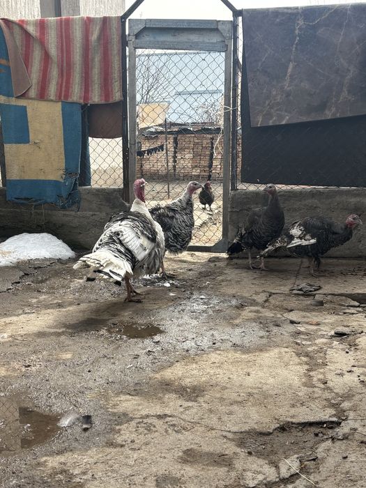 Домашний индюки самки прадам или обмен куры домашни