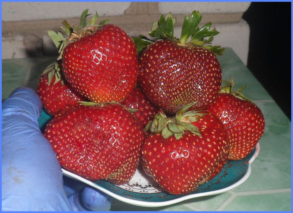 Продам саженцы клубники