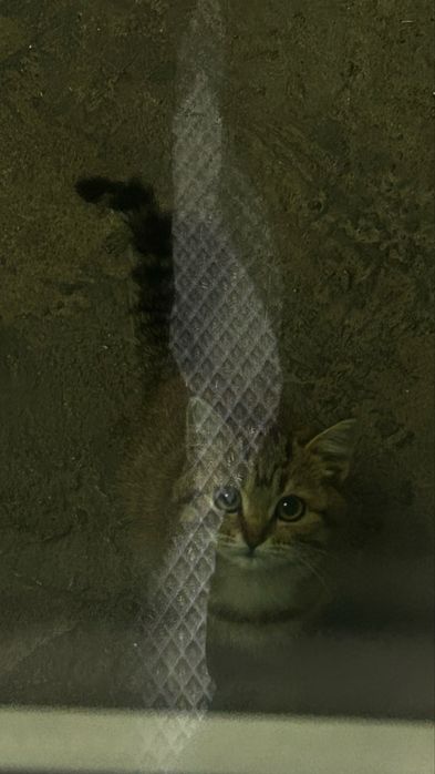Милый котенок ищет дом(девочка)