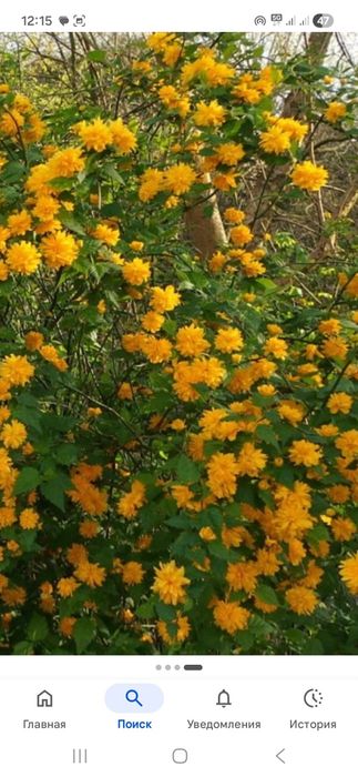 Продам кустарники