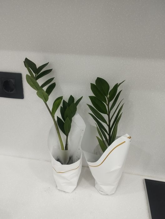 Замиакулькас долларовое дерево