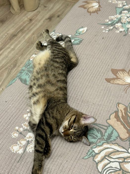 Кошка в добрые руки