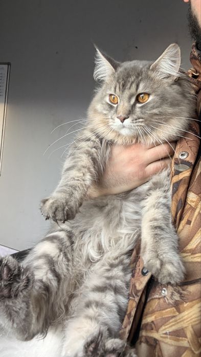 Мейкун в добрые руки кот