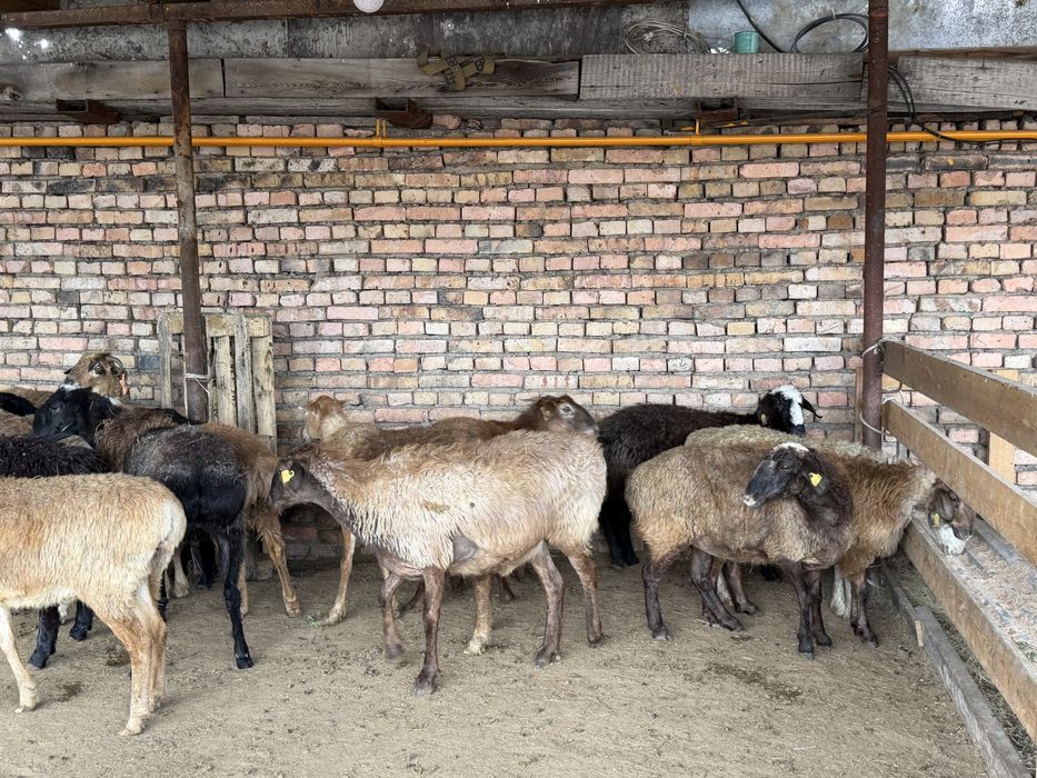 Продажа баранов в городе