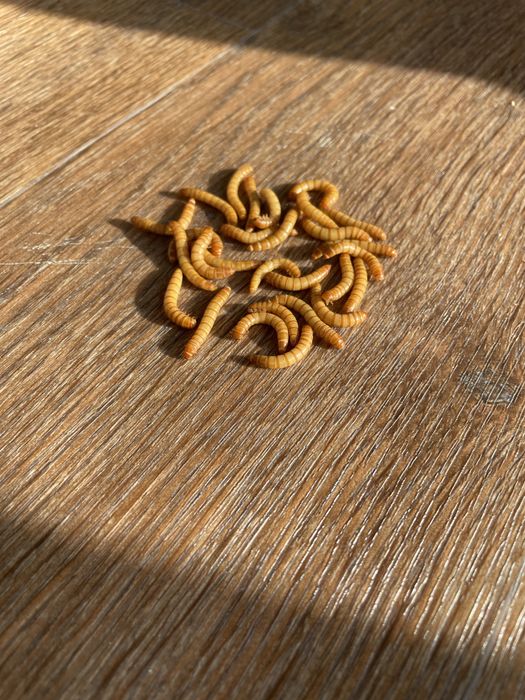 Продам мучного червя