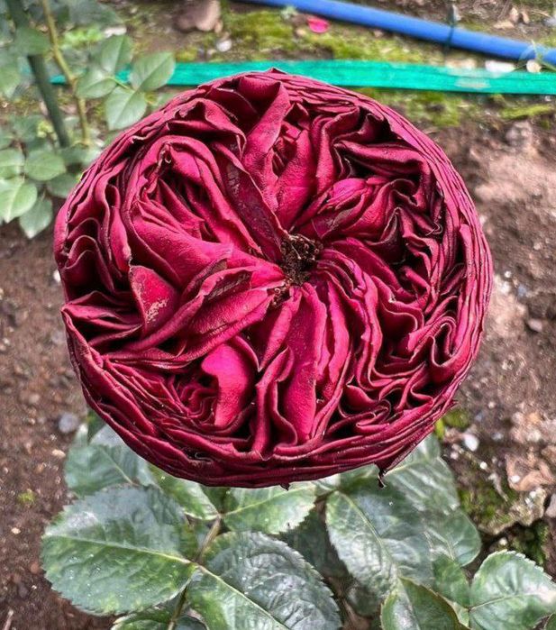 Pionavidni atirgullar