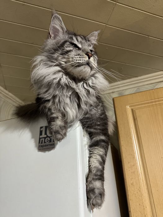 Кот породы  Мейн-кун.Вязка.