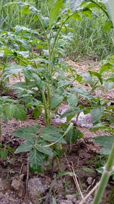 Продам дачный участок