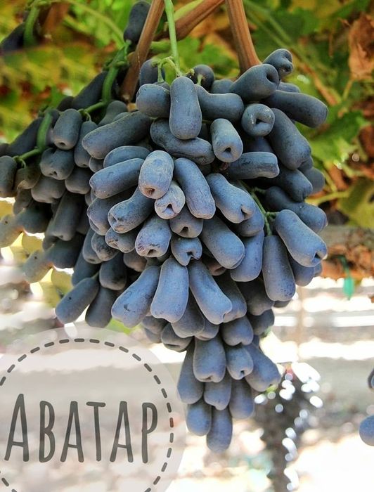 Виноград Аватар Шайн Мускат Хеллоуин (Ведьмины пальчики) 2х летние