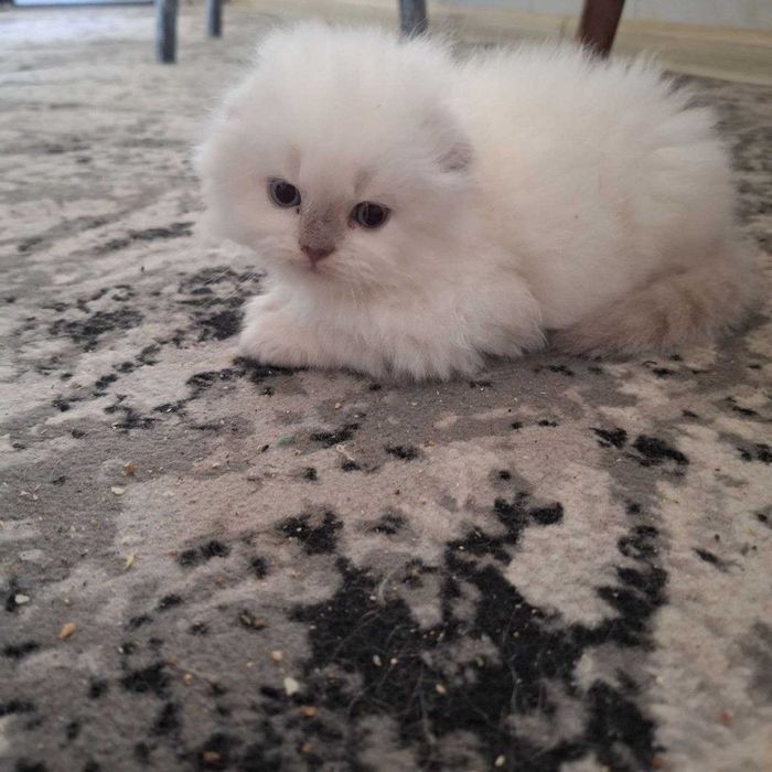 Продаются котята