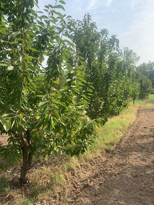 Bog` giloz bog 100ta sotixi 1500$dan kelishamiz