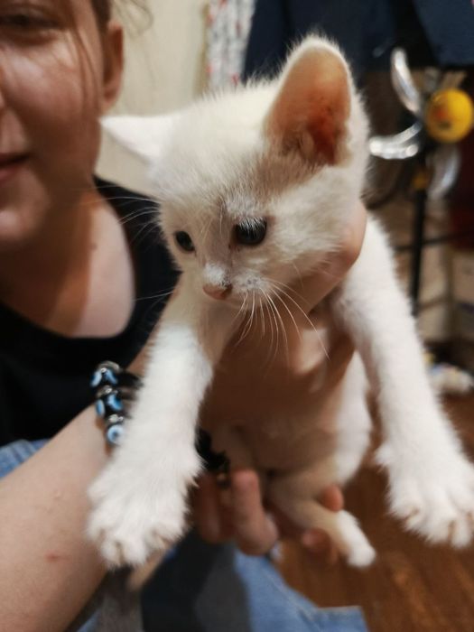 Котята Даром домашние