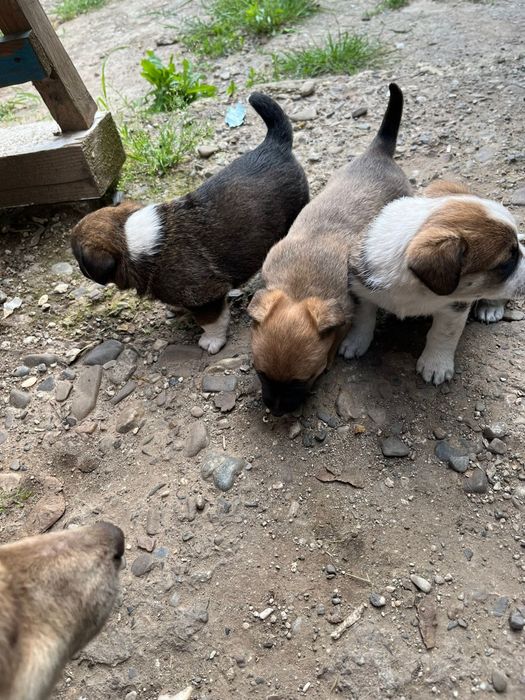 Donez căței de talie mica frumosi si jucăuși