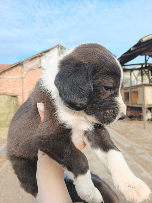 Подарявам кученца