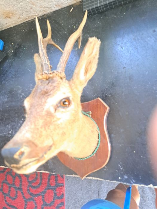 Panoplie  cap de căprioare.