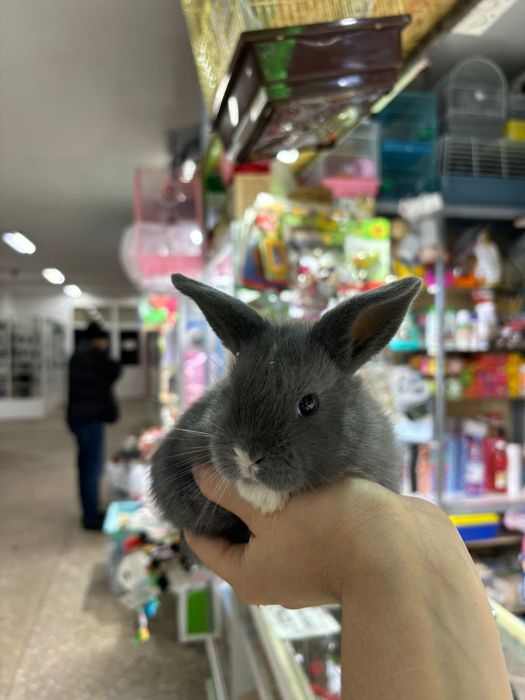 Кореллы ручные птенцы