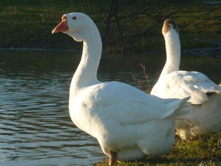 Бройлеры,гусята,утята