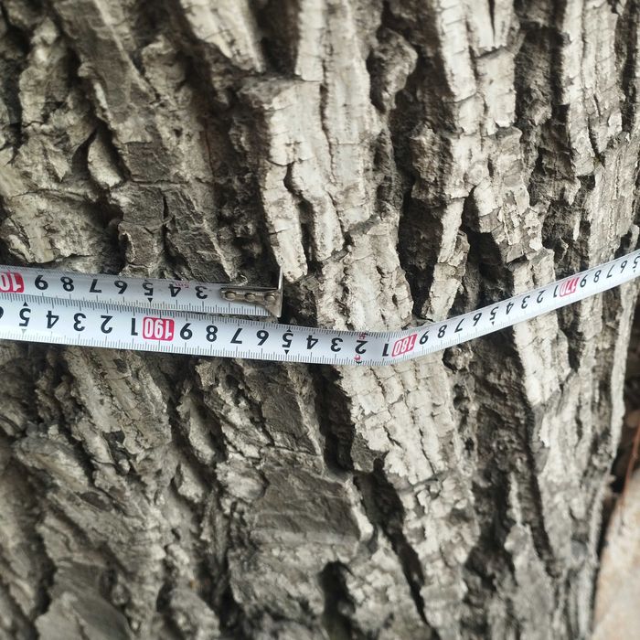 Yongoq daraxti sotiladi