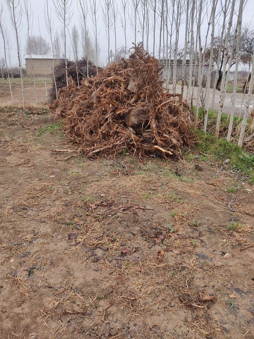 Утинлар сотилади срочно.