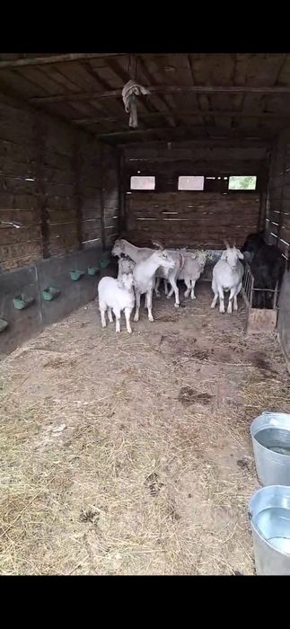 Продам 4 коз и 6 козлят
