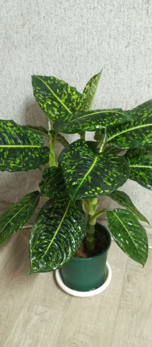 Продам дифенбахия рефлектор