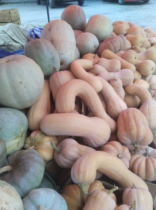 Продавам семена бели тикви и цигулки