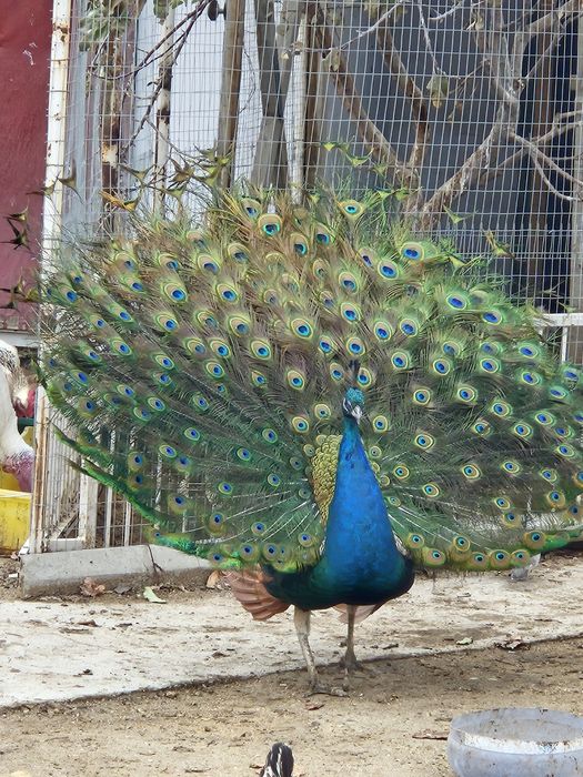 Павлины 2 штуки самец и самки