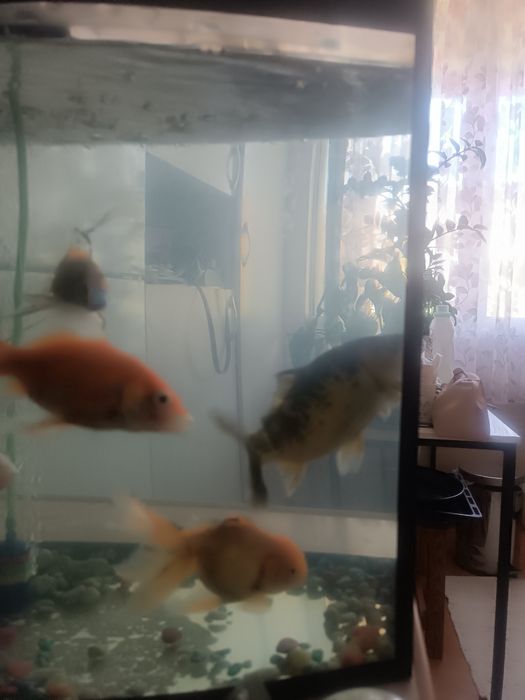 Рыбы с Аквариумом