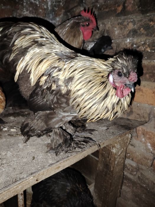 Cocoși mătase japoneză satin