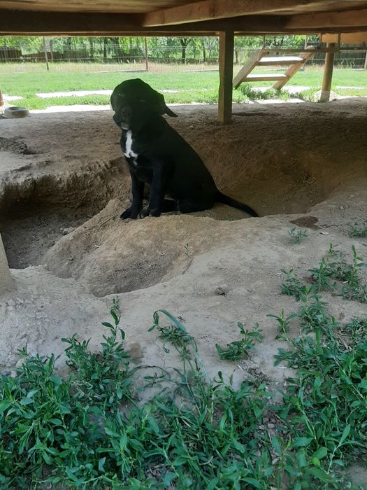 Femela cane corso neagra