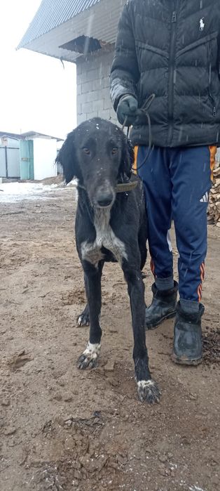 Ауыздаған тазы сатылады