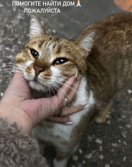 Отдам в добрые руки.