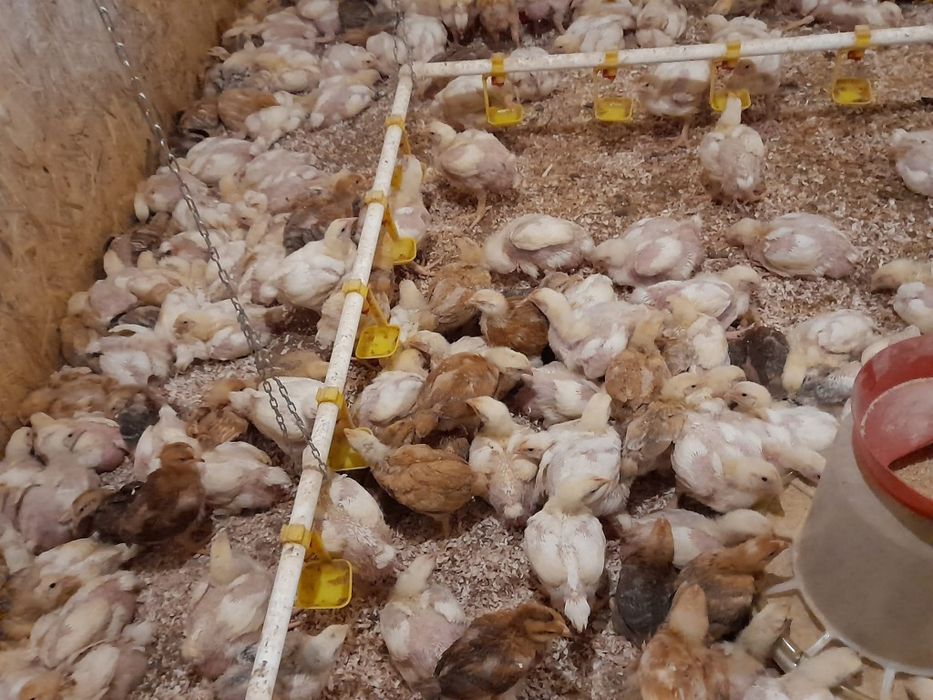 Pui de carne și rasă mixtă