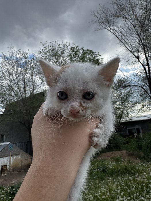 Котята в хорошие руки